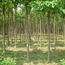 楸树，梓树