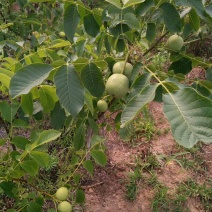 挂果枝条嫁接薄壳核桃苗，基地直销，嫁接核桃苗，核桃苗基地
