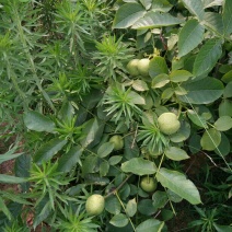 薄壳香核桃苗，嫁接核桃苗，薄壳核桃苗，核桃苗批发