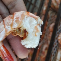 海捕大对虾干