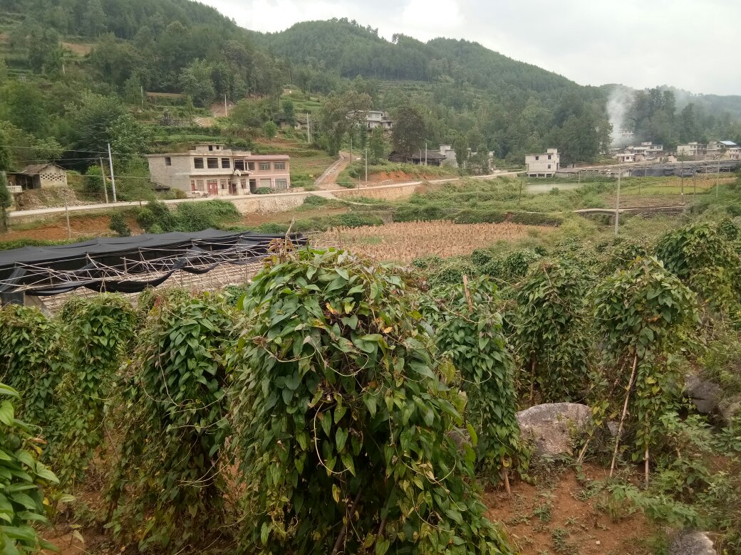 淮山药田地风光