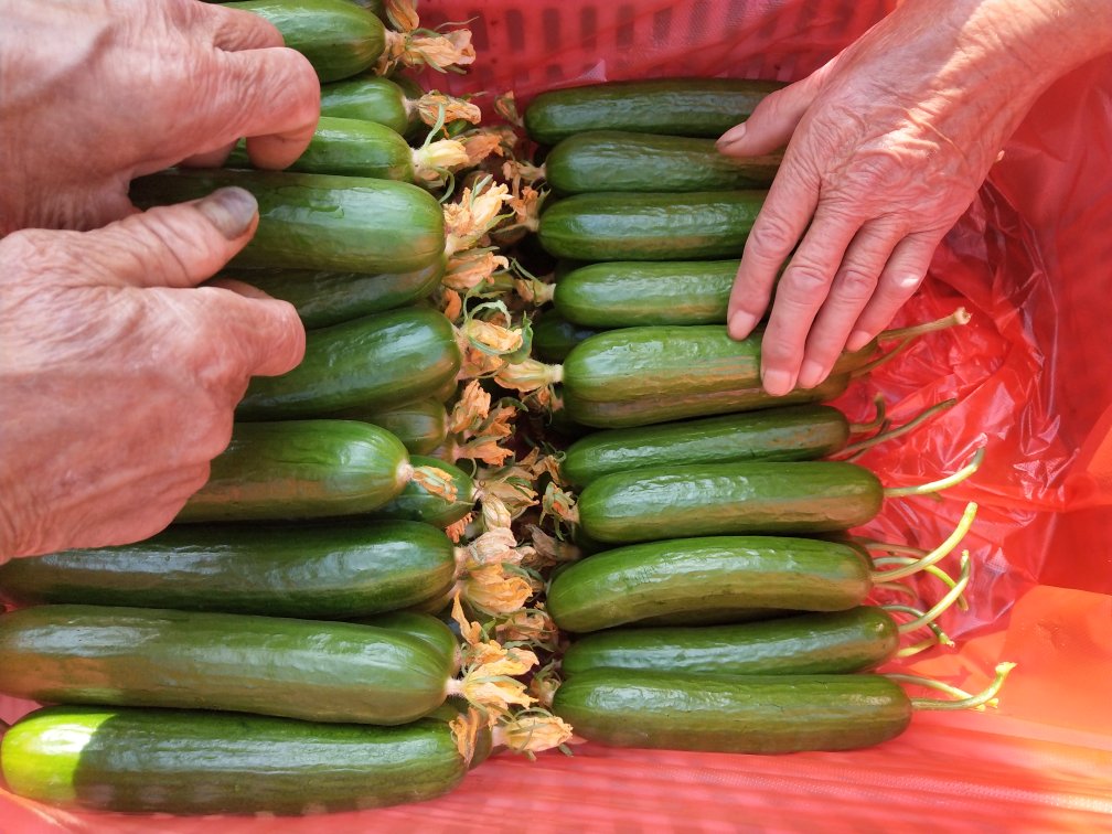 新鲜采摘的小黄瓜在阳光下摆放,背景为田园风光 小黄瓜在阳光下新鲜摆放的场景