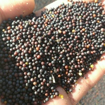 甘蓝型油菜籽