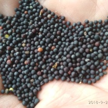 昭苏油菜籽