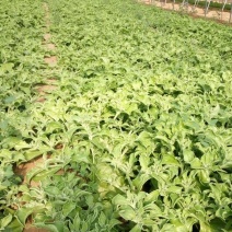 山东野菜，特菜全年大量批发