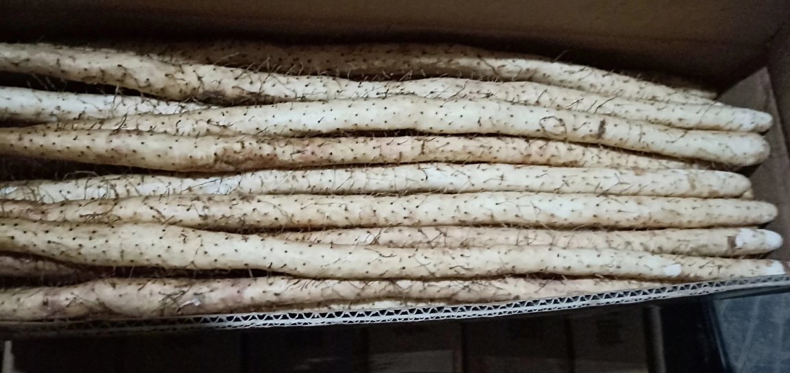 高清微距摄影:左侧为新鲜山东潍县青皮白萝卜(表皮青绿、肉质雪白紧实),右侧为青海玉树产野生冬虫夏草干品(子座深棕、虫体黄褐、环纹清晰共20–25条),两者并置于竹制蒸笼内,背景为传统中式炖盅与电子温控炉,体现药食同源场景 白萝卜与冬虫夏草实物对比图