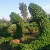 菊花，艺菊