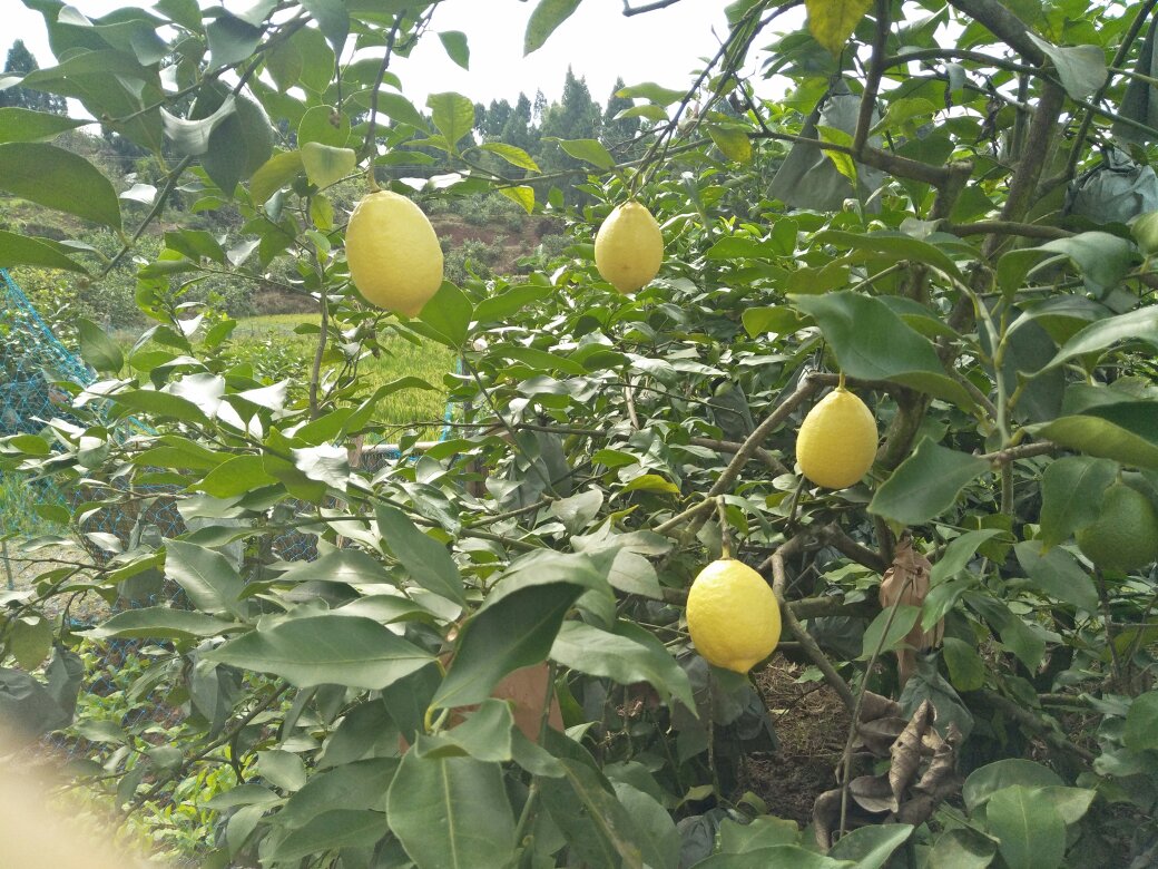 一棵健康的白柠檬树,枝条上挂满成熟的乳白色至浅黄色椭圆形柠檬果实,阳光照射下果皮泛着柔和光泽,背景为南方丘陵果园环境,土壤疏松,周围植被茂盛 白柠檬果树挂果特写