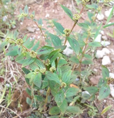 [飞扬草批发]飞扬草价格7.00元/斤 - 一亩田