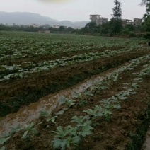 转租水田地