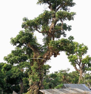 [造型树批发]园林景观大树 百年古树 桂元龙眼 怪树成景 乔木价格