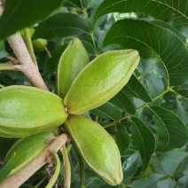 美國薄壳山核桃苗;俗称碧根果，長寿果，果实5O元一斤