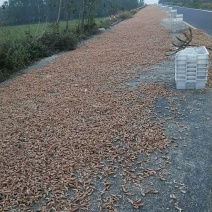 虾干