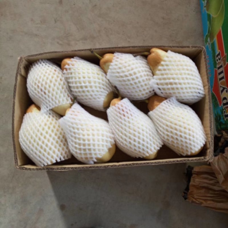 河北省晋州市贵妃梨