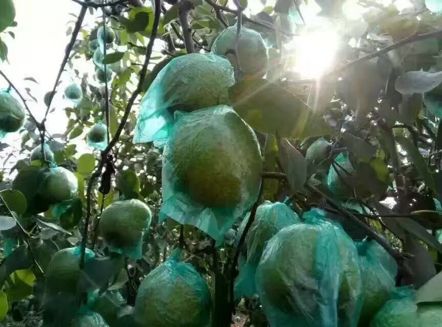 莱阳梨母树保护区全景航拍