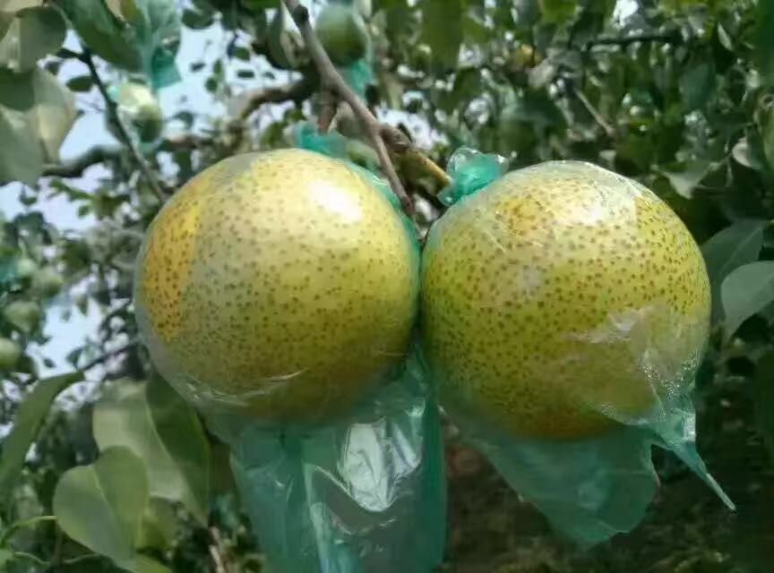 莱阳梨母树病虫害防治喷药现场,技术人员正在喷洒防治药剂 莱阳梨母树病虫害防治喷药现场