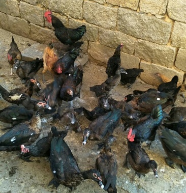 [其他活禽批发]黄花鸡价格38.00元/斤 - 一亩田