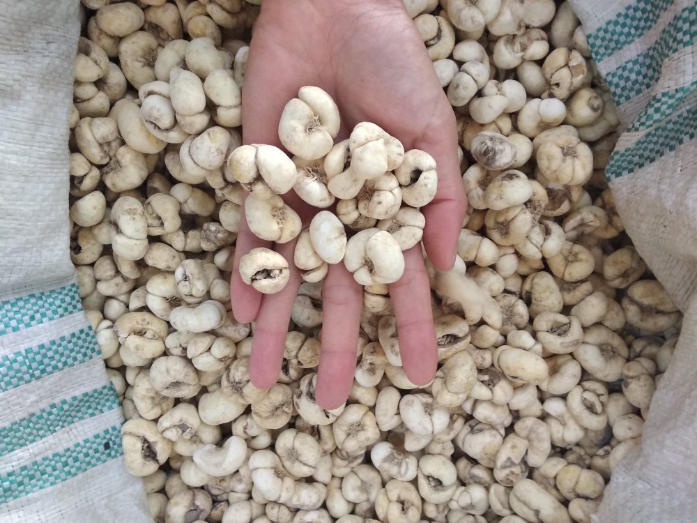 浙贝母与百合、雪梨炖煮场景图