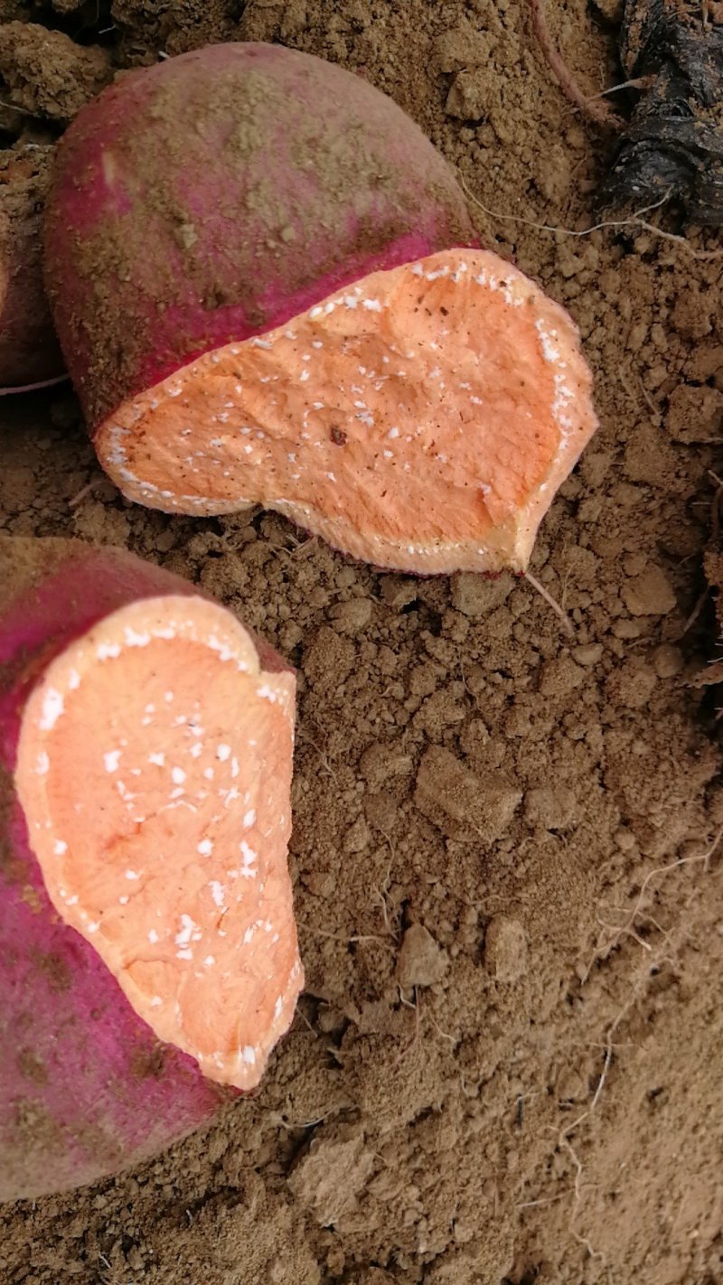 山东红薯红皮红瓤甜无丝粉糯