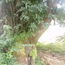 大直径各种花木果木出售
