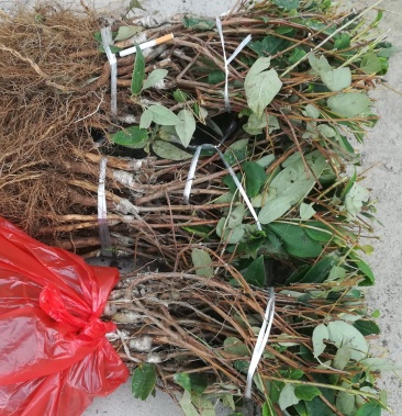 湘蕾金银花苗2090cm顺丰包邮欢迎咨询