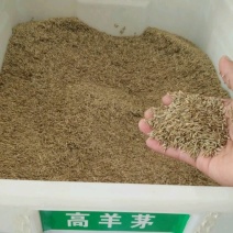 高羊茅草种，高羊茅种子，草坪种子