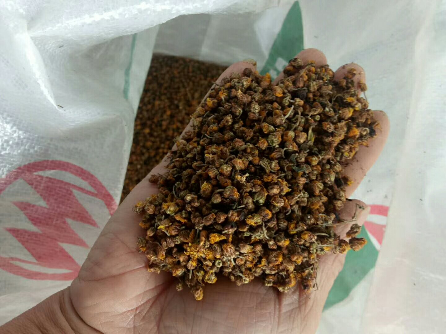 野菊花泡水的禁忌:长期饮用可能引起脾胃虚寒 野菊花泡水的禁忌