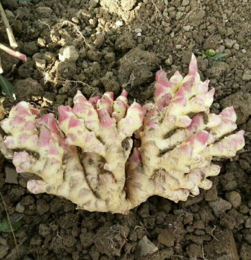 湖南汝城小黄姜仔姜四两以上大量上市