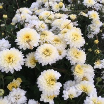 菊花茶