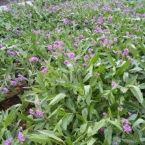 长年供应草花第被：暮春菊，长春花，马鞭草，南非万寿菊，