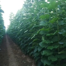 楸树，梓树