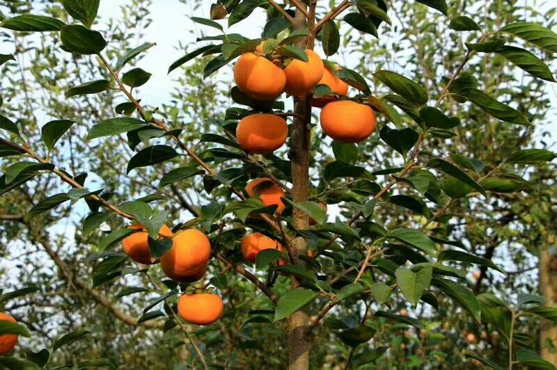 云南高原甜柿果园航拍图