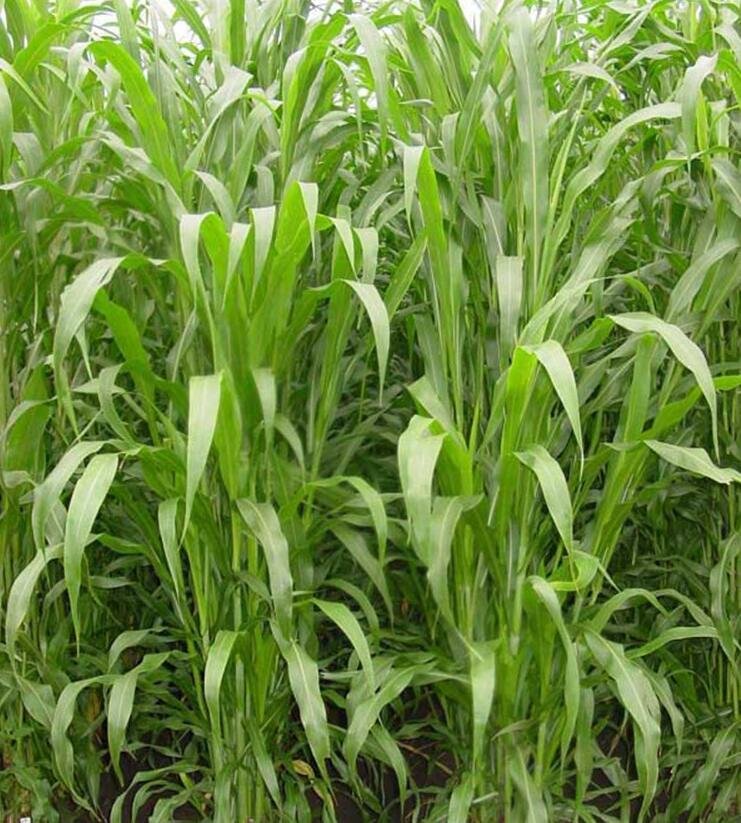 苏丹草种子 净籽一年生 优质牧草 8斤/亩