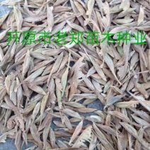 现种批发糖槭种子.丁香种子.京桃种子.榆叶梅种子.刺槐