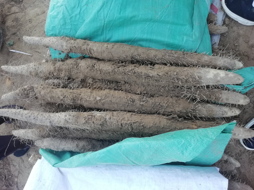 块状山药实物图