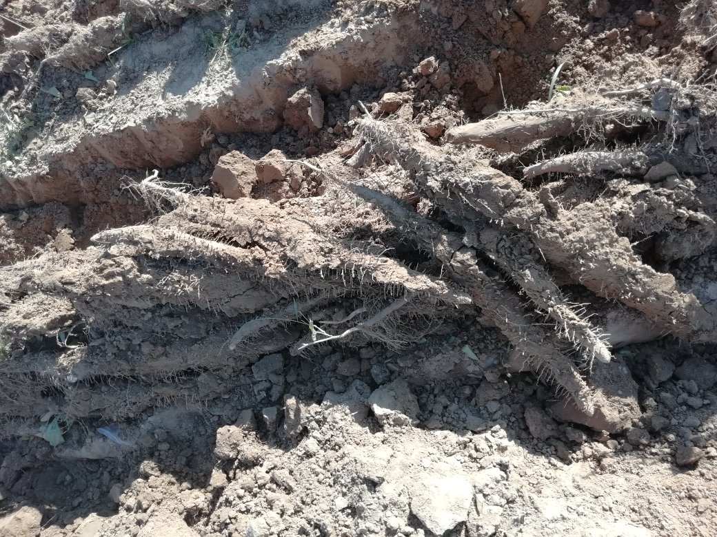 两根粗壮、表皮呈浅褐色、带有细密须根的山药并列从土壤中挖出,形态笔直如木棒,周围有湿润的泥土和少量杂草,背景为农田环境,阳光柔和 双棒山药出土实景