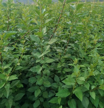 一年生药用连翘小苗量大