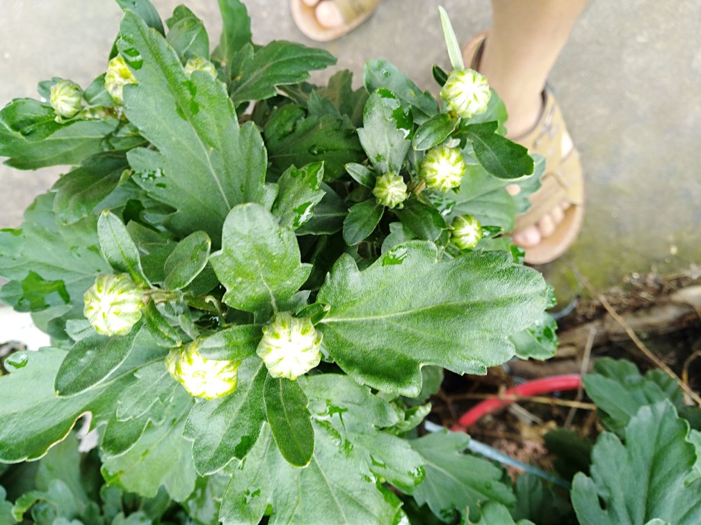 科研机构对金丝皇菊进行标准化活性成分检测的实景,重点突出HPLC色谱图中木犀草苷特征峰及检测报告关键数值,强化功效宣称的科学实证性 专业实验室检测场景:白色实验台上摆放金丝皇菊样品、HPLC高效液相色谱仪屏幕显示清晰木犀草苷峰(保留时间12.3min)、检测报告特写框出“木犀草苷 4.21 mg/g”数据