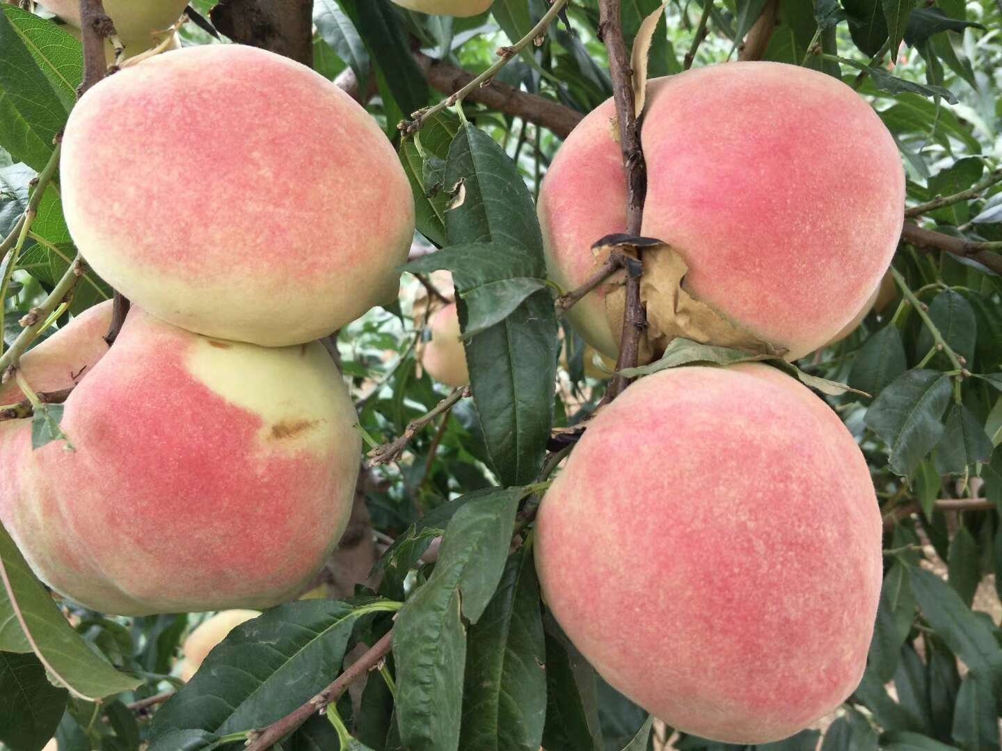 成熟中华寿桃特写图