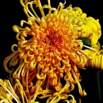 品种菊花