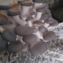 菌棒