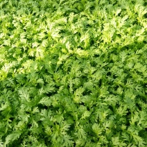 小叶茼蒿：高25公分左右