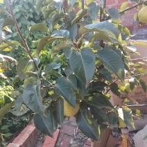 苹果梨树