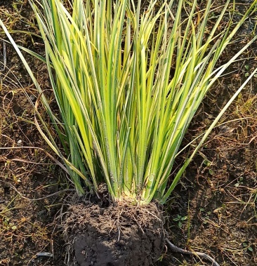 金线石菖蒲 金边石菖蒲 金边菖蒲价格