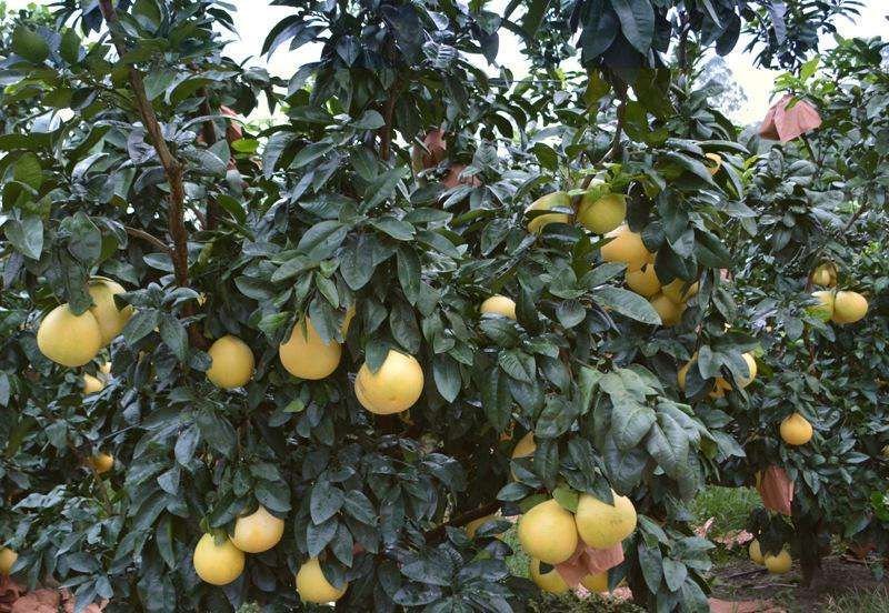 一片阳光照耀下的红心柚果园,绿叶间挂满成熟金黄色的红心柚果实,部分果实已采摘放置于竹筐中,农民正在树下检查果品,展现生态种植场景 果园中的红心柚树