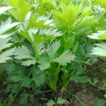 芹菜，茼蒿