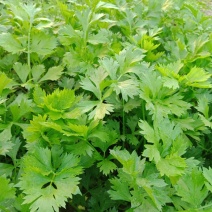 芹菜，茼蒿等