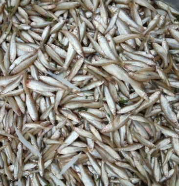 [马批发]小马鱼价格12.00元/公斤 - 一亩田