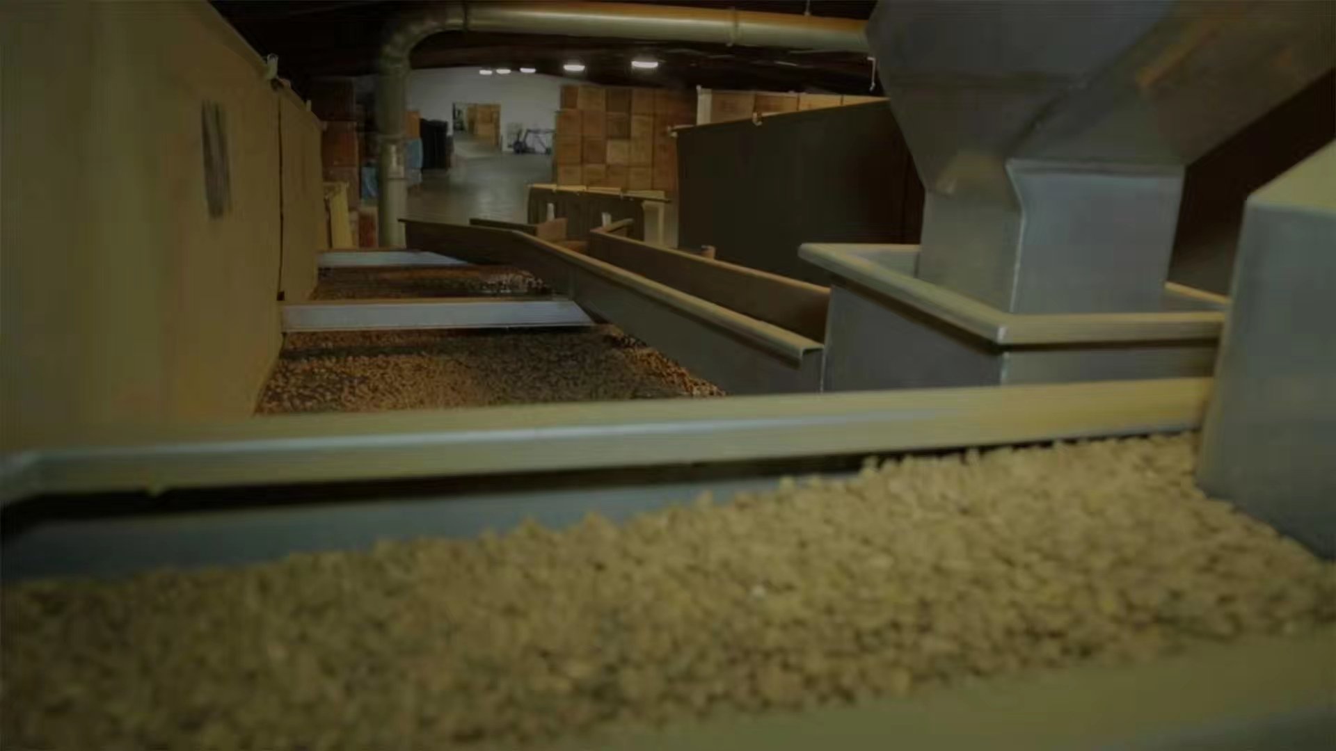 白皮松籽加工过程场景图