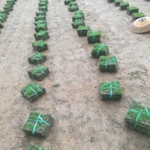 自產自銷十成草皮草卷